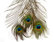 Photo: Feathers of peacock Feathers of peacock