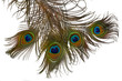 Photo: isolated feathers of peacock isolated feathers of peacock