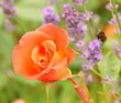 romantische rose