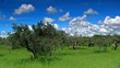 Olive_tress_2