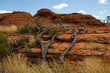 Baum und Fels im Outback 2390