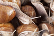 Snail