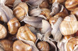 Snail