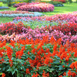 flower landscaping