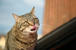 Katze auf Dach