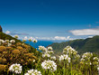 Blumeninsel Madeira