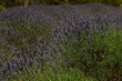 Lavendel 2838