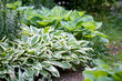 Hoste plants