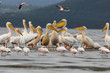 Pélicans du lac Nakuru