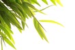 Foto: Bamboo Bamboo
