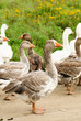 Gooses on grass Gooses on grass