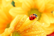 ladybug on yellow flower ladybug on yellow flower