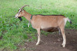 Ziegenbock