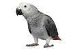 parrot isolated on white parrot isolated on white