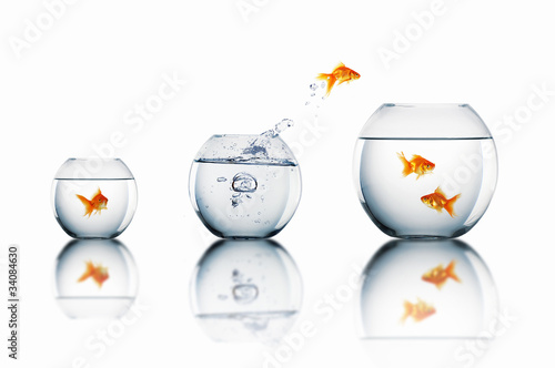 Illustration: gold fish in a fishbowl gold fish in a fishbowl