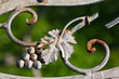 Weinblatt mit Traube Weinblatt mit Traube