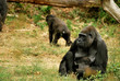 Photo: Gorille Gorille