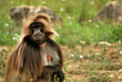 Photo: Gelada Gelada