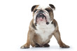 bulldog peu aimable de face bulldog peu aimable de face