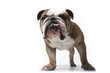 portrait de face du bulldog anglais