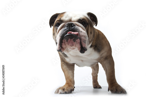 Photo: portrait de face du bulldog anglais portrait de face du bulldog anglais