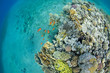 fish and corals in the sea - round view