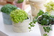 植物グリーン
