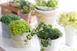 Photo: 植物グリーン 植物グリーン
