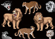 big cats collection isolated on black big cats collection isolated on black