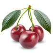 Ripe cherry isolated on white background