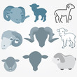 Vector: ovis sheep musimon collection - vector ovis sheep musimon collection - vector