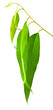 eucalyptus
