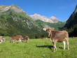Jungrinder im Gebirge