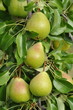 Poire d'Ange (poire Notre Dame)