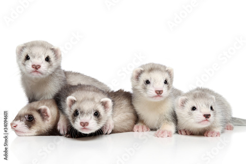 Photo: Ferret puppies on a white background Ferret puppies on a white background
