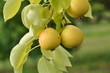 poire 'Trabarenque'
