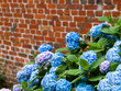 Blaue Hortensien