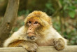 Macaque
