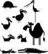 Animals