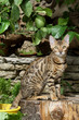 chat assis de profil sur un tronc d'arbre au soleil