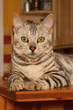 bengal, leopardette, bengale