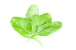 Spinach