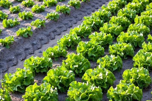 Foto: Field of lettuce Field of lettuce