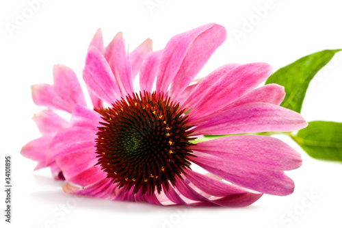 Photo: Coneflower Coneflower