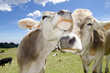 Photo: Mucca 3 Mucca 3