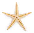 Starfish isolated on white background Starfish isolated on white background
