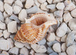 Shell of the stones Shell of the stones