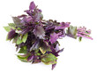 Basil isolated on the white background Basil isolated on the white background