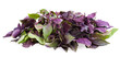 Basil isolated on the white background Basil isolated on the white background