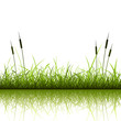 Grass and Reeds with Reflection in Water
